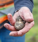 A hand holds a wapato.