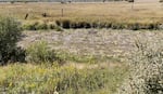 A patch of brown and shriveled wocus plants on parched ground in Klamath Marsh National Wildlife Refuge in August 2024.