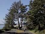 The Yaquina Bay State Park muscle tree is diseased and needs to either come down or be turned into a sculpture or a snag. Oregon State Parks will make the decision in June.