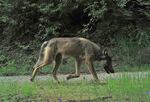 A photo of a male wolf from the Sherman Pack captured by a camera trap.