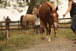 Horses and other livestock are being evacuated from the Eagle Creek Fire in Oregon.