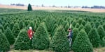 Oregon tree farmers have faced down a trade war before.
