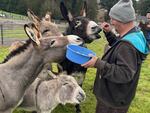 In this March 2025 photo provided Oregon Donkey Sanctuary founder Jim and Rhonda Urquhart, a volunteer feeds some of the donkeys at the sanctuary. The Oregon City nonprofit nurtures abused and donkeys with special needs, providing visitors a tranquil space to spend time with them, with the help of 160 volunteers.