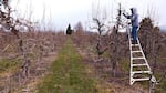 Migrant farmer Martin Zavala-Martinez prunes a pear tree at Avalon Orchards in Parkdale, Ore., Thursday, April 2, 2020. People needing H-2A work visas are facing delays at the U.S.-Mexico border due to the Covid-19 outbreak. "We do need more workers to continue because there aren’t enough," he said. "We are going to need more help during the picking and harvest seasons.”