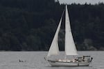 Southern Resident orcas are visible from aboard the FRS Clipper Wildlife & Whale Watching Tour departing from downtown Seattle on June 29, 2026.
