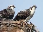 Juvenile osprey keep watch from their nesting site in the Old Mill District of Bend overlooking the Bend Whitewater Park on Aug. 17, 2023.