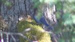 A nest cam captures the interchange between a curious and potentially hungry Steller's jay and a chick that fends it off.