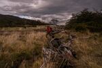 Benjamín Cáceres, Marine Biologist and Conservation Coordinator of the Rewilding Chile, crosses a river over fallen trees. Patagonia, Chile, on Monday, November 4, 2024. Tamara Merino for NPR.