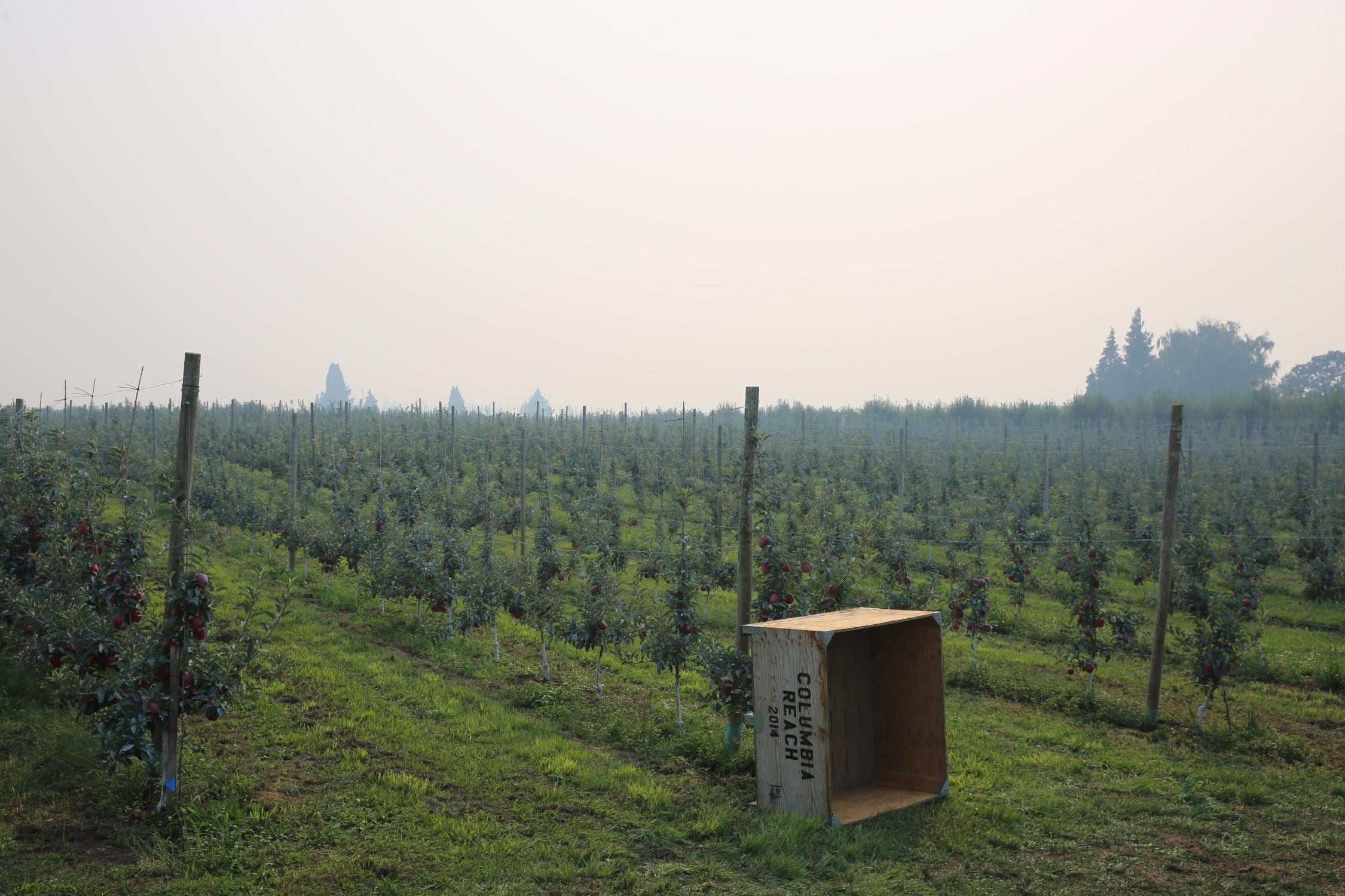 FILE - Smoky conditions from nearby wildfires hovered over this winery near Hood River, Oregon in 2020. Studies show smoke can taint the skin on grapes, ruining the flavor of some wines.