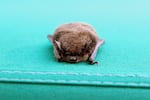 2012 file photo of a brown bat at the Tillamook Forest Center