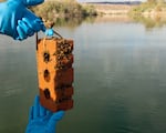 Adult quagga mussels attached to a brick. The Idaho State Department of Agriculture is aggressively working to beat back a quagga mussel infestation in the mid-Snake River.