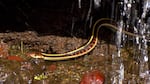 A garter snake slithers in the hole in Lost Lake even as water pours in.