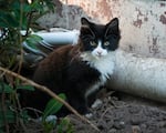 Boo is the Feral Cat Coalition's 100,000th neutered cat. He was helped on 07/19/19. 