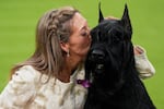 Katie Bernardin kisses Monty, a giant schnauzer, after winning best in show in the 149th Westminster Kennel Club Dog show on Feb. 11, 2025, in New York.