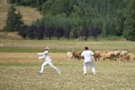 Sumeet Batish chases a fly ball while cattle graze beyond the fence. Players say the cows don't seem to mind the action on the field.