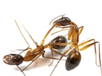 Lab experiments show that some ants will treat the injured legs of comrades, and when it's necessary will even perform medical amputations. 