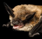 A long-eared myotis was photographed on Sep. 12, 2024 in Ashland, OR during a bat survey conducted by the biologists from the Medford district of the Bureau of Land Management. The bat shown in this photo was named "Honey Bunches of Myotis" and selected as a semifinalist in the Bureau of Land Management's annual Bat Beauty Contest which was held from Oct. 24-31, 2024.