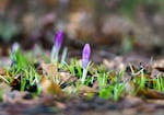 Spring crocus push through leaves, signs of spring, March 2, 2023, in Portland.