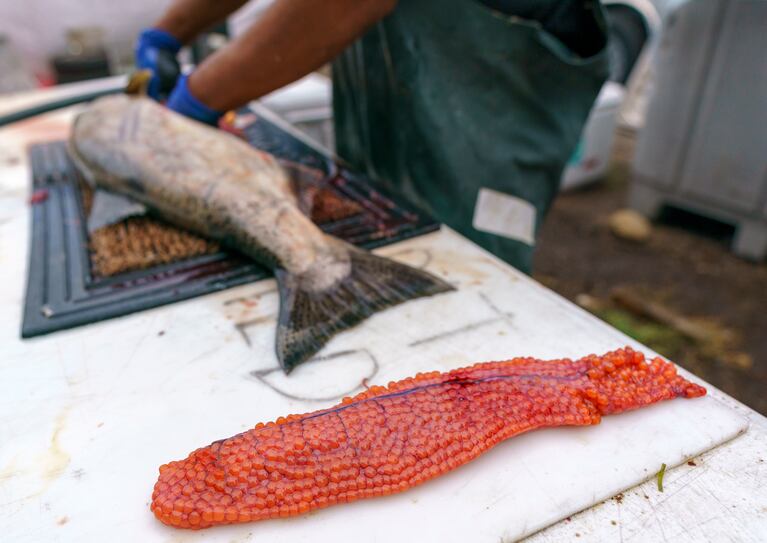 The US has spent more than $2B on a plan to save salmon. The fish are  vanishing anyway. - OPB