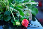 A protective coating of ice clings to a strawberry plant in sub-freezing temperatures at a field on Friday in Plant City, Fla.
