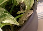 In this provided photo, a Cuban treefrog (Osteopilus septentrionalis) was found on a tropical plant, sold at a store in Beaverton in February 2023. The frog reproduces quickly and monopolizes food sources and habitats, threatening native frog species. They also secrete a mucus that causes allergy-like symptoms.