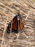 A monarch butterfly is fitted with a BluMorpho tracker on Sept. 5, 2026, at Oaks Bottom Wildlife Refuge in Portland, Ore. 