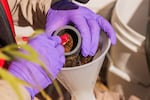 EPA scientist Jason Pappani scrapes a measured area inside a loop with a toothbrush and then rinses the loose algae into a container for analysis back at a lab.