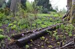 The Bloedel Reserve on Puget Sound's Bainbridge Island.