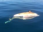 The body of an orca first spotted off of Newport on June 27 by a fisherman was discovered again July 7 near the mouth of the Coquille River, over 100 miles south.