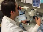 Eric Dexter uses a microscope to identify invasive plankton.