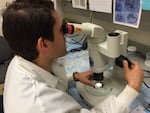 Eric Dexter uses a microscope to identify invasive plankton.