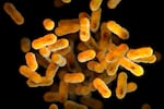 FILE - This 2016 illustration provided by the Centers for Disease Control and Prevention, based on electron microscope imagery, depicts Bordetella pertussis bacteria, which causes whooping cough. (Meredith Newlove/CDC via AP, File)