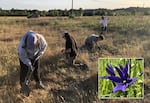 A group of people led by Joe Scott, a Siletz tribal member, dig for camas in a field outside of Eugene, Ore., on June 21, 2023. A camas with its flower intact is shown in the inset.