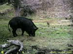 Feral swine will root through farmers fields and along river banks, ruining crops and disturbing salmon spawning grounds.
