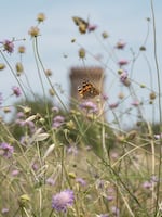 A painted lady butterfly drinks nectar from a pincushion flower in Spain.
