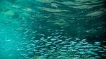 A new rule prohibits new fisheries on forage fish species including silversides, shown here.