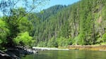 In the Upper Clackamas, mature stands of trees line the riverbanks on Forest Service land, helping to keep the water cold for salmon, steelhead and bull trout.