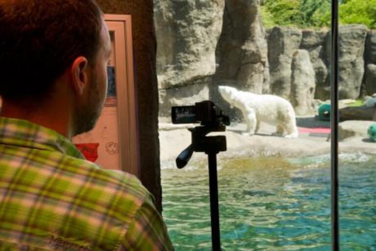 Oregon Zoo Polar Bears Help Climate Change Researchers - OPB