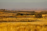 A field on Imperial Stock Ranch where scientists have collected soil samples to measure the changes in carbon concentration as the ranch has changed its farming and grazing practices.