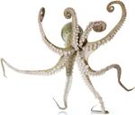 California Two-Spot Octopus Octopus bimaculoides Specimen No. 26; mantle is 3.5 inches long; Oakley Evolution Lab, University of California, Santa Barbara, California, United States