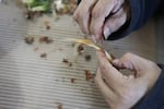 Cassie Katchia named six different kinds of roots to be cleaned for a feast, a fraction of the edible plants that historically grew on tribal lands.  March 12, 2020.