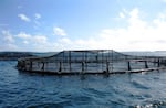 A net pen for farmed Atlantic salmon in Maine.