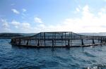 A net pen for farmed Atlantic salmon in Maine.