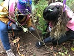 Friends of Trees crew leaders Shelly Bedell, left, and Felicia Frizado plant a tree on Portland Audubon property in Northwest Portland.