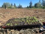 A black plastic box full of dozens of small plant starts sits on a pile of sticks and wood. Behind it is a large plot of dirt, located in a field with trees in the background. In the distance, a man with his back turned carries a bucket of compost.