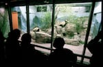 National Zoo visitors welcome Tian Tian and Mei Xiang to their new home in December 2000.  