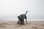 Bill Minnix's service dog, Elsa, on the beach in Pacific City.