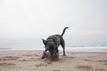 Bill Minnix's service dog, Elsa, on the beach in Pacific City.