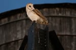 An American Barn Owl sits perched on a water tower on the Upper West Side neighborhood, Wednesday, Oct. 14, 2026, in New York.