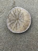 Sand dollars washed ashore in Seaside, Ore., will die if they cannot get back to the ocean.